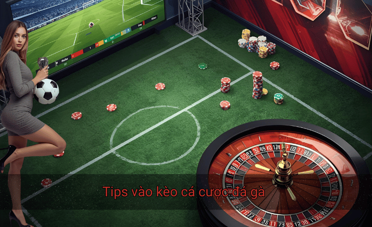 7+ tips vào kèo cá cược đá gà giúp tăng tỷ lệ thắng 90% 2 Tips vào kèo cá cược đá gà